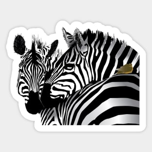 Zebras Sticker